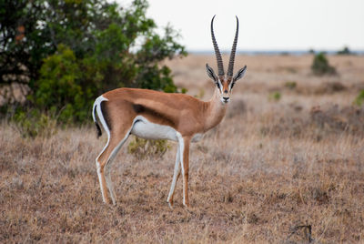 Close-up of deer on field