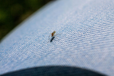 Close-up of insect on jeans