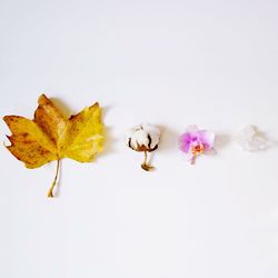 Directly above view of leaf and flowers on white background