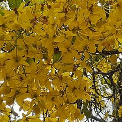 Full frame shot of yellow leaves