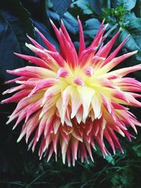 Close-up of pink flower