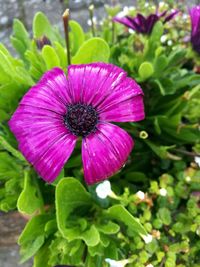 Close-up of pink flowers