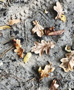 High angle view of fallen leaves on ground