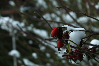 Low angle view of red berries on tree