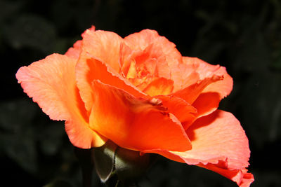 Close-up of orange rose flower