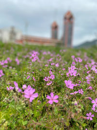 flower