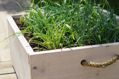 Close up of wooden box with grass seedling. garden decoration