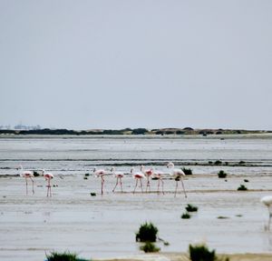 View of birds on beach against clear sky