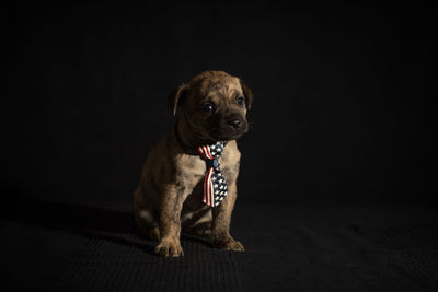 Puppy sitting against black background