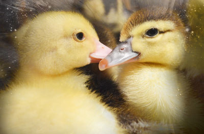 Close-up of young chickens