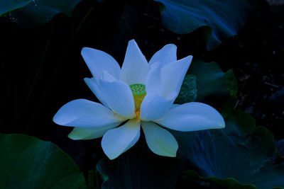 Close-up of water lily