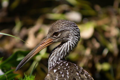 Close-up of a limpkin bird