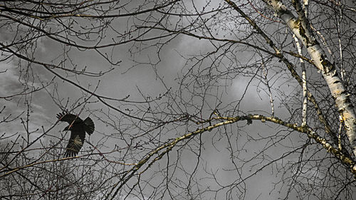 Silhouette bird perching on bare tree against sky