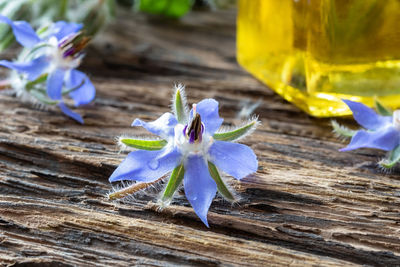 High angle view of purple crocus flower on wood