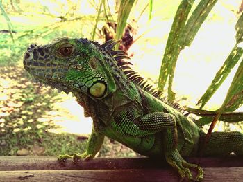 Close-up of lizard on tree