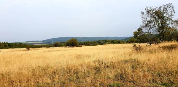 Scenic view of field against sky