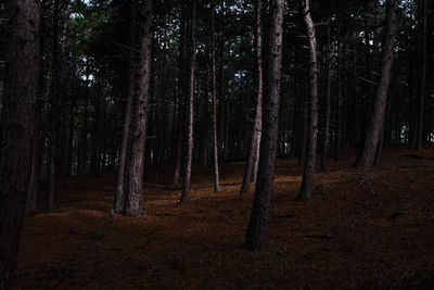 Trees on field in forest
