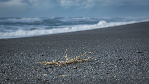 Close-up of starfish on beach against sky