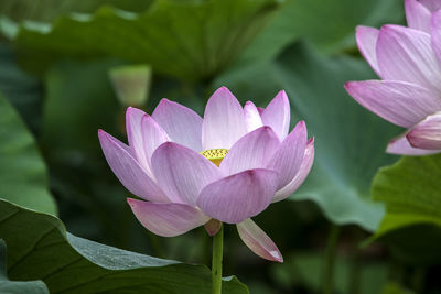 Close-up of lotus water lilies blooming at semiwon park