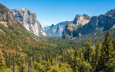 Scenic view of pine trees by mountains against sky
