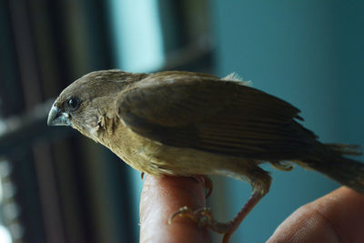 Close-up of bird perching on finger