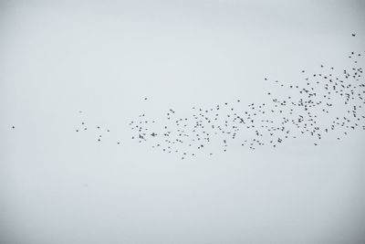 Low angle view of birds flying against clear sky