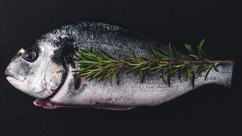 Close-up of fish against black background