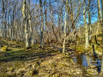 Scenic view of lake in forest