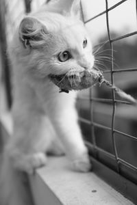 Close-up of a cat looking away