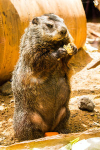 View of an animal drinking water on rock