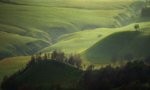 Scenic view of agricultural field