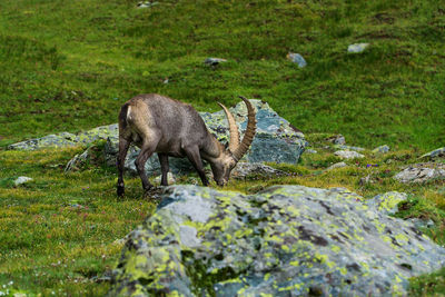 Side view of an ibex