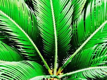 Close-up of palm leaves