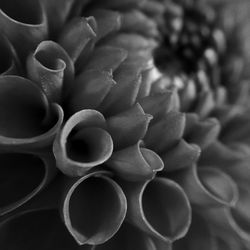 Full frame shot of flowering plant