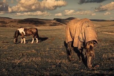 Horses grazing on field against sky