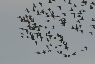 Low angle view of birds flying in the sky