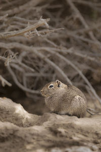 Close-up of squirrel