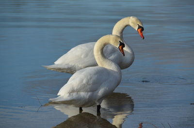 Close-up of swan in lake