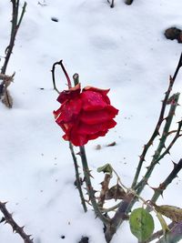 Close-up of red flower on snow