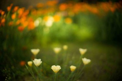 Close-up of flowers blooming in field
