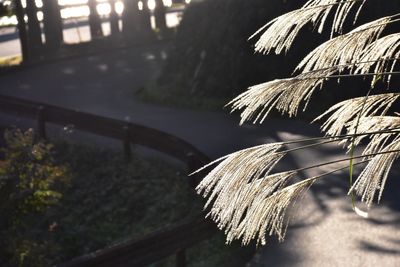 Close-up of plant against trees