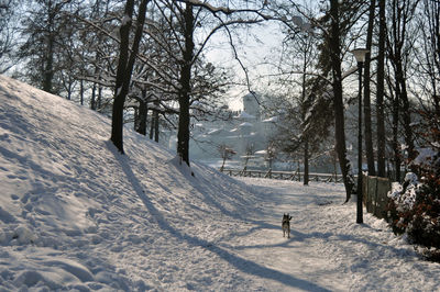 Bare trees on snow covered field