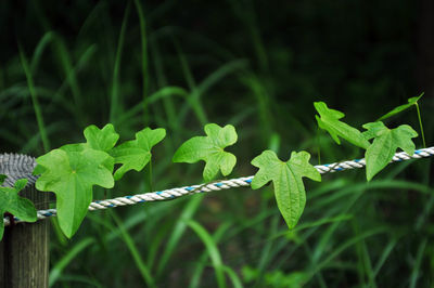 Close-up of green leaves on plant