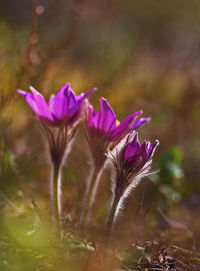 Close-up of purple blooming flowers