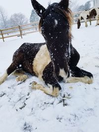 Horse resting on snow during winter