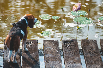 High angle view of beagle standing on footbridge over lake