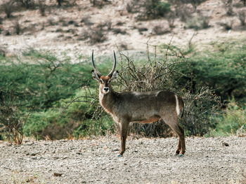 A waterbuck looks into distance at samburu national reserve, kenya