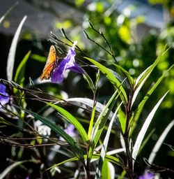 Close-up of purple flowers on grass