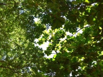 Low angle view of tree