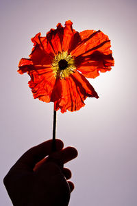 Cropped hand holding red flower against clear sky